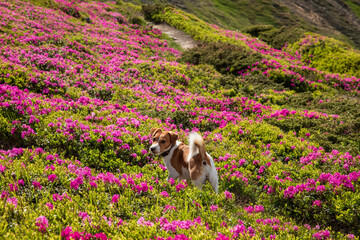 A dog in a blooming rhododendron.