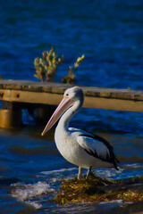 Pelican on the Boat Ramp
