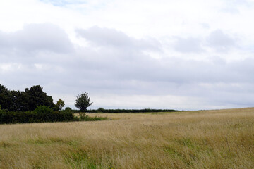 Overcast Sky over Lush Hayfield with Meandering Hedgerows and Silhouetted Trees.