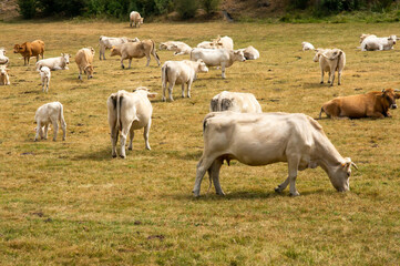 Fototapeta na wymiar Rebaño de vacas pastando en una pradera de montaña en verano.