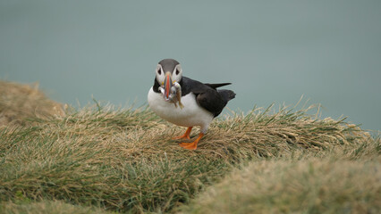 Puffins