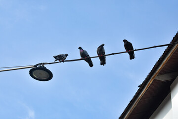 A flock of pigeons perched on an electric cable with clear blue sky.