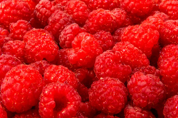 Ripe raspberries. Berries.Scarlet. Raspberry background. Raspberry surface