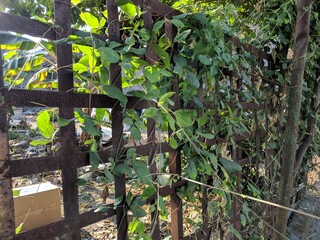 Sword bean plant growing creeping on the iron fence