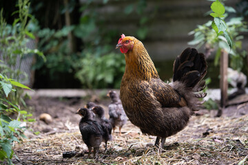 a beautiful adult hen walks with her chicks