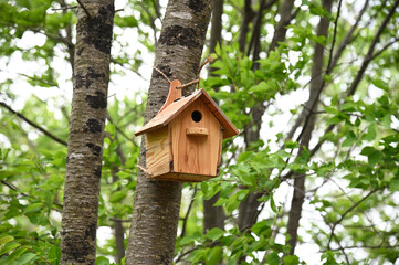 森の中の可愛いおうち　鳥の巣