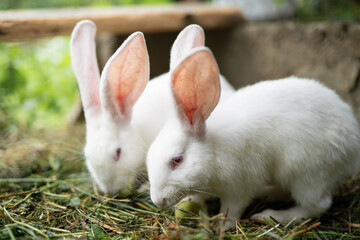 a beautiful white domestic rabbit is grazing and walking outdoors
