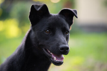 portrait of a beautiful young black dog with a blurred background