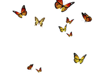 Set of butterflies on transparent background. Butterfly with different colors isolated. Realistic...