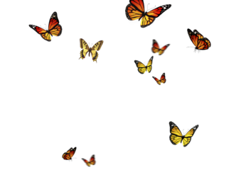 Set of butterflies on transparent background. Butterfly with different colors isolated. Realistic butterflies postcard card frame Collection of multicolored butterflies