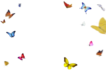 Set of butterflies on transparent background. Butterfly with different colors isolated. Realistic butterflies postcard card frame Collection of multicolored butterflies