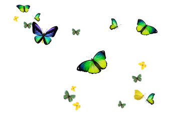 Set of butterflies on transparent background. Butterfly with different colors isolated. Realistic butterflies postcard card frame Collection of multicolored butterflies