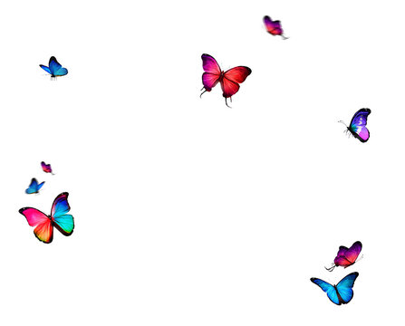 Fototapeta Set of butterflies on transparent background. Butterfly with different colors isolated. Realistic butterflies postcard card frame Collection of multicolored butterflies