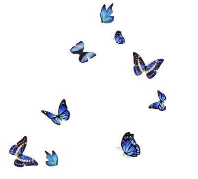 Fototapeta Set of butterflies on transparent background. Butterfly with different colors isolated. Realistic butterflies postcard card frame Collection of multicolored butterflies