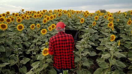 Farmer inspects sunflower in field. Female farmer working in field with sunflowers using computer....