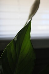 hola verde sobre fondo de una flor y ventana © Txus A