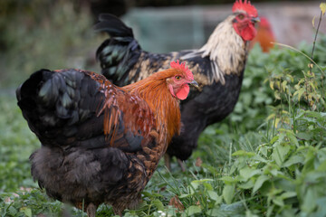 beautiful chickens and roosters outdoors in the yard.