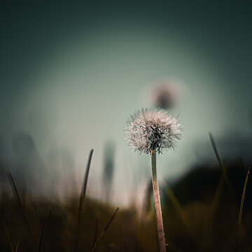 Dandelion flower (taraxacum officinale) in macro photography with bokeh effect.