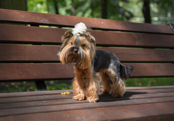 Yorkshire Terrier on a bench with a white bow.