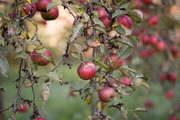 many ripe red apples on a tree branch.