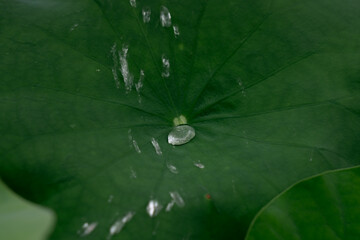 drop of water on the lotus leaf © chokchai