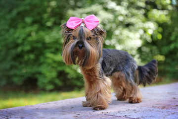 Yorkshire Terrier in nature with a pink bow.