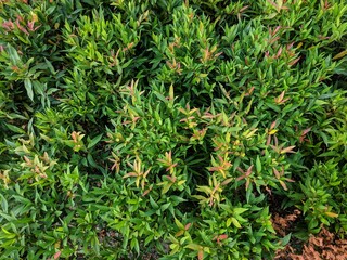 Photinia or fraseri, known as red tip photinia, is a nothospecies in the rose family, Rosaceae.