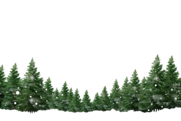 border of isolated green Christmas tree branches at the edge on transparent background with sparkling white snowflakes on white background with copy space PNG