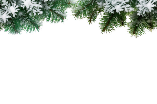border of isolated green Christmas tree branches at the edge on transparent background with sparkling white snowflakes on white background with copy space PNG