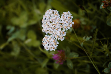 Yarrow flowers Achillea millefolium in green meadow