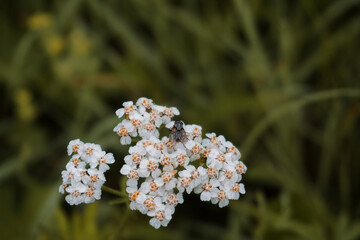 Yarrow flowers Achillea millefolium in green meadow