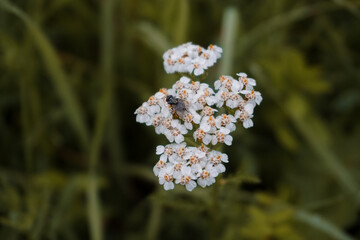 Yarrow flowers Achillea millefolium in green meadow