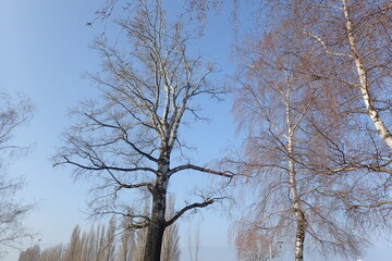 Natureza Singular