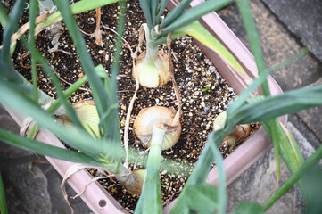 プランターで育てたタマネギ