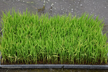 田植え前に田んぼに置かれた稲の苗