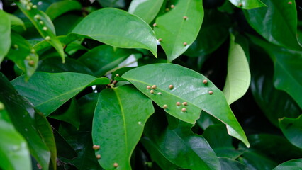 White pest eggs on the leaves. Eryophyes gastroticus or Gall mites or hama Tungau Puru.