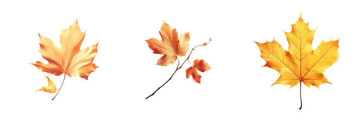 Naklejka na ściany i meble Autumn leaf Alone on transparent background