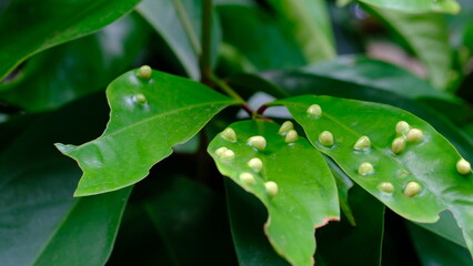 White pest eggs on the leaves. Eryophyes gastroticus or Gall mites or hama Tungau Puru.