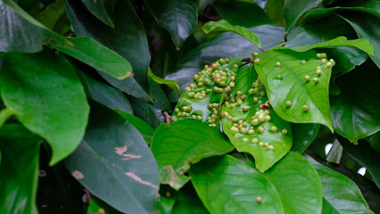 White pest eggs on the leaves. Eryophyes gastroticus or Gall mites or hama Tungau Puru.