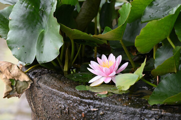 水面に浮かぶ蓮の花
