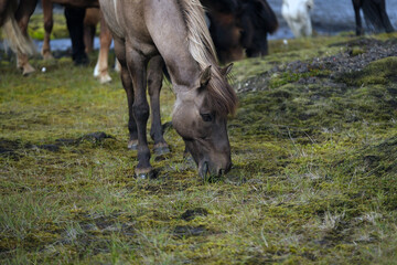 Icelandic Horses