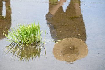 田植えをする人の水面に映った姿