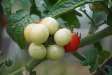 tomatoes on a vine