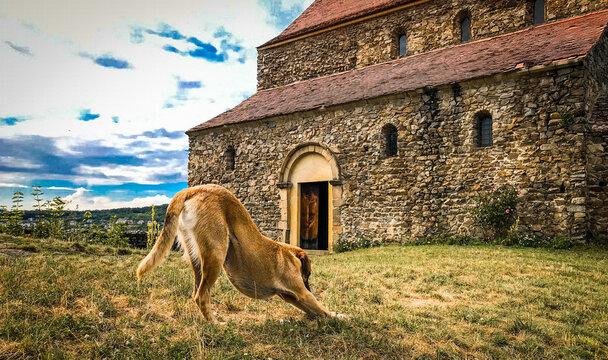 A dog in the yard of an old fortified Christian church