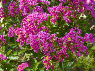 Crepe myrtle (Lagerstroemia indica) Ornamental multi-stemmed tree bearing panicles of showy fuchsia-pink flowers and dark green oval-shaped leaves in summer under a blue sky  © Marc