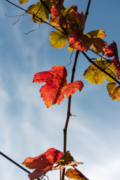 Feuilles de vigne en automne.