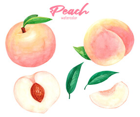 Peach watercolor hand painting illustration set