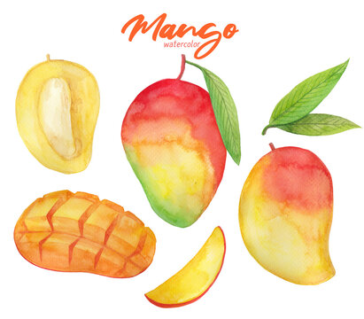 Mango watercolor hand painting illustration set