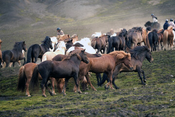 Icelandic Horses © luisawinters