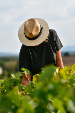 Vendangeuse dans les vignes du Beaujolais.